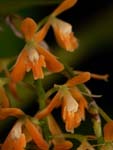 Epi.polyanthum closeup